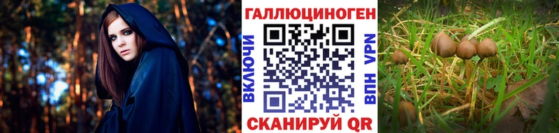 купить наркотик  Бердск  Галлюциногенные грибы GOLDEN TEACHER 